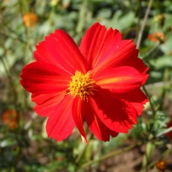 ohgreen Zaden|Ecocheques|Zaden: cosmos red junny
