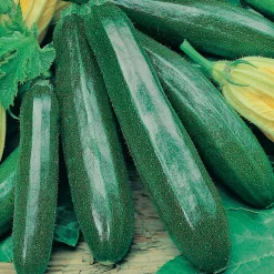 ohgreen Zaden|Ecocheques|Zaden: courgette black beauty