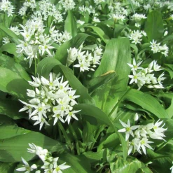 ohgreen Zaden|Ecocheques|Zaden: daslook