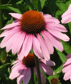 ohgreen Zaden|Ecocheques|Zaden: echinacea purpurea