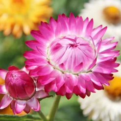 ohgreen Zaden|Ecocheques|Zaden: goudstrobloem