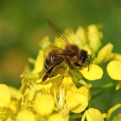 ohgreen Zaden|Ecocheques|Zaden: honingbloemen (groenbemester)