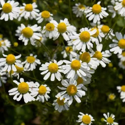 ohgreen Zaden|Ecocheques|Zaden: kamille matricaria