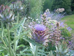 ohgreen Zaden|Ecocheques|Zaden: kardoen