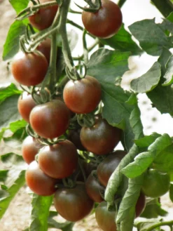 ohgreen Zaden|Ecocheques|Zaden: kerstomaat black cherry