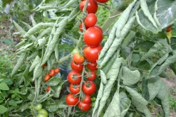 ohgreen Zaden|Ecocheques|Zaden: kerstomaat miel du mexique