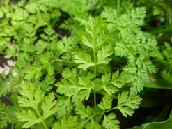 ohgreen Zaden|Ecocheques|Zaden: kervel gewoon