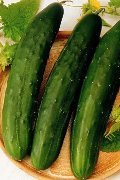 ohgreen Zaden|Ecocheques|Zaden: komkommer vert long maraicher