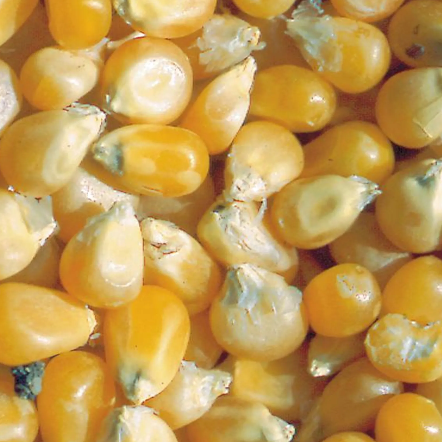 ohgreen Zaden|Ecocheques|Zaden: korrelmaïs pop corn tom pouce