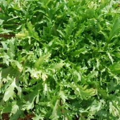 ohgreen Zaden|Ecocheques|Zaden: krulandijvie fine de louviers