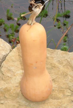 ohgreen Zaden|Ecocheques|Zaden: muskaatpompoen butternut