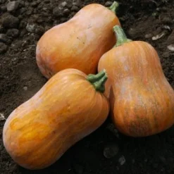 ohgreen Zaden|Ecocheques|Zaden: muskaatpompoen honeynut