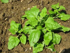 ohgreen Zaden|Ecocheques|Zaden: nieuwzeelandse spinazie