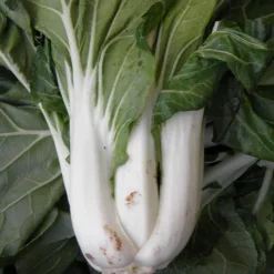 ohgreen Zaden|Ecocheques|Zaden: pak choi taisai