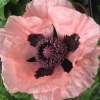 ohgreen Zaden|Ecocheques|Zaden: papaver enkele roze
