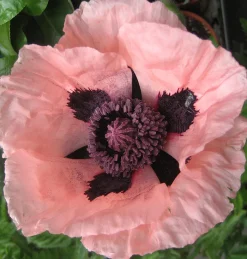 ohgreen Zaden|Ecocheques|Zaden: papaver enkele roze