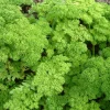ohgreen Zaden|Ecocheques|Zaden: peterselie gekruld dwerg mousse 2