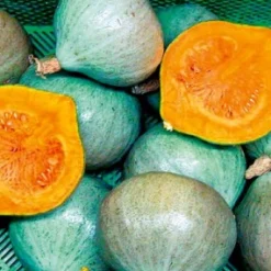 ohgreen Zaden|Ecocheques|Zaden: pompoen blue ballet