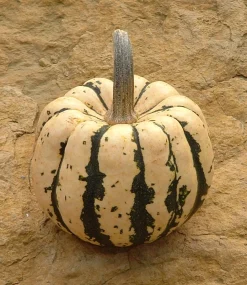 ohgreen Zaden|Ecocheques|Zaden: pompoen patidou sweet dumpling