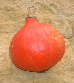 ohgreen Zaden|Ecocheques|Zaden: pompoen red kuri