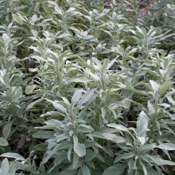 ohgreen Zaden|Ecocheques|Zaden: salie officinalis