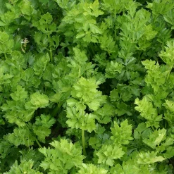 ohgreen Zaden|Ecocheques|Zaden: snijselderij 'gewone snij'