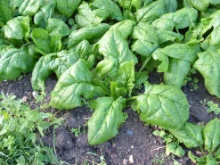 ohgreen Zaden|Ecocheques|Zaden: spinazie vroege reuzenblad