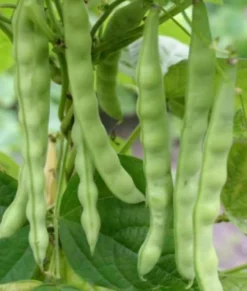 ohgreen Zaden|Ecocheques|Zaden: stokslaboon uit mechelen