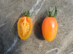 ohgreen Zaden|Ecocheques|Zaden: tomaat blush