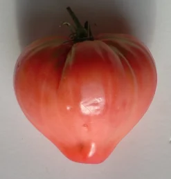 ohgreen Zaden|Ecocheques|Zaden: tomaat coeur de boeuf rose