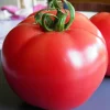 ohgreen Zaden|Ecocheques|Zaden: tomaat rose de berne
