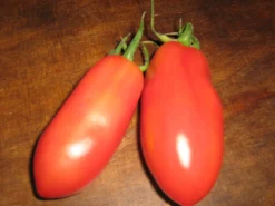 ohgreen Zaden|Ecocheques|Zaden: tomaat san marzano