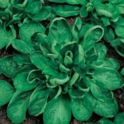 ohgreen Zaden|Ecocheques|Zaden: veldsla coquille de louviers