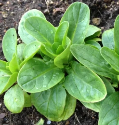 ohgreen Zaden|Ecocheques|Zaden: veldsla vit