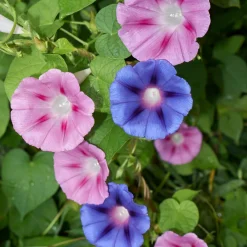 ohgreen Zaden|Ecocheques|Zaden: winde gemengd