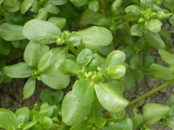 ohgreen Zaden|Ecocheques|Zaden: zomer-postelein goud