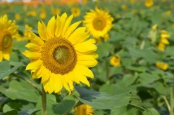 ohgreen Zaden|Ecocheques|Zaden: zonnebloem groot geel