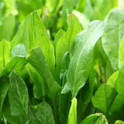 ohgreen Zaden|Ecocheques|Zaden: zuring uit belleville