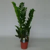 ohgreen Groene Planten|Ecocheques|Zamioculcas ( ZZ-plant of Emerald palm )