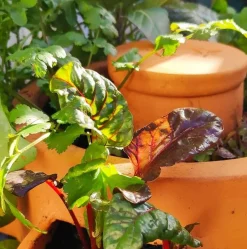 ohgreen Compostvat|Ecocheques|Zelfbemestende composter balkon