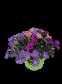 ohgreen Voorjaar|Ecocheques|Zomerse bloeitrio p17