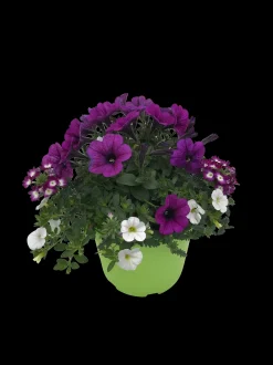 ohgreen Voorjaar|Ecocheques|Zomerse bloeitrio p17